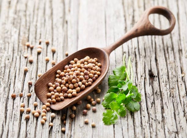 خرید و فروش تخم گشنیز تازه با شرایط فوق العاده